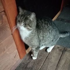 Фото: найдена кошка «Найден кот, домашний прибился снт брусничка Волхов» в г. Волхов